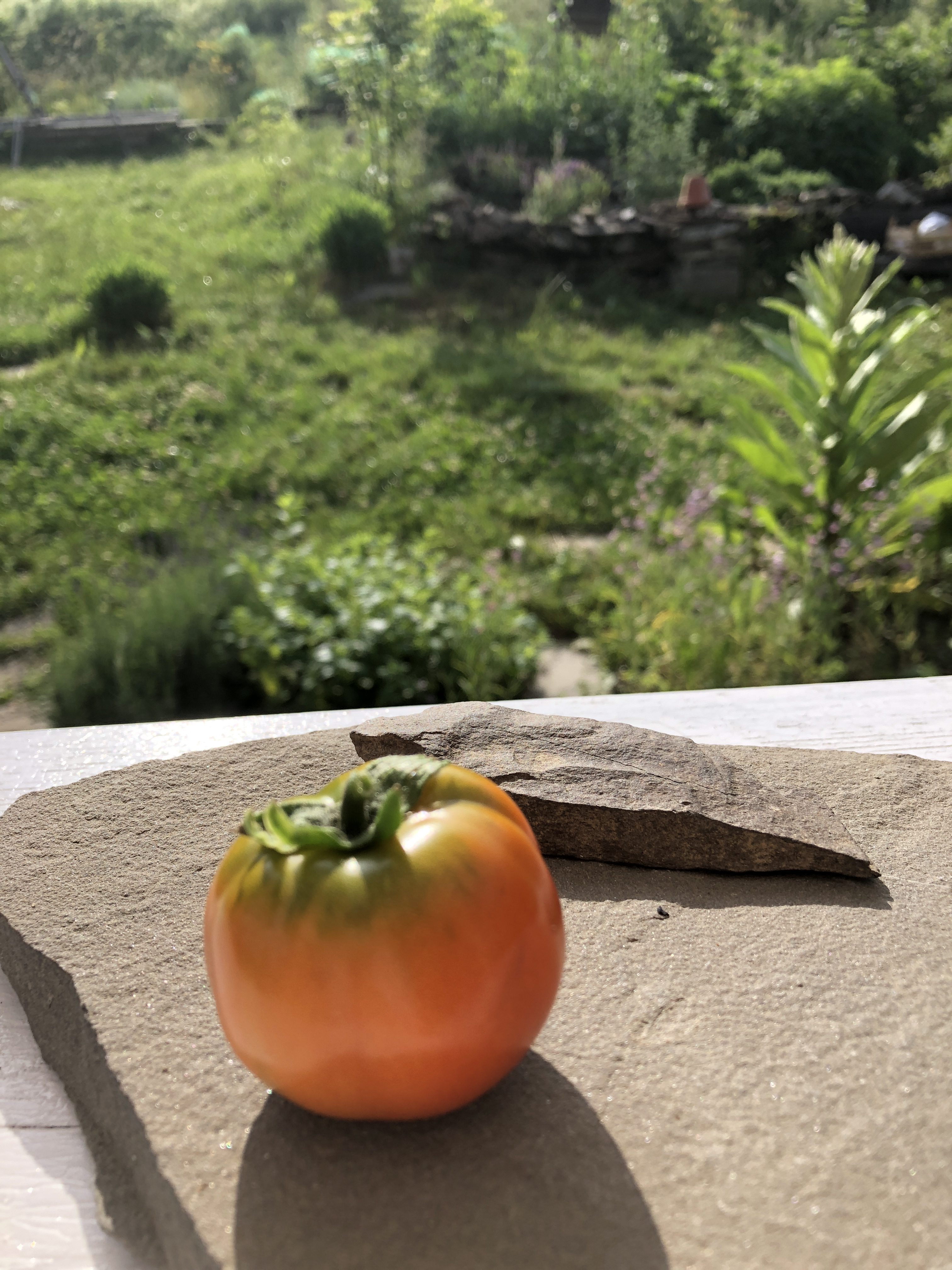 pomidor18